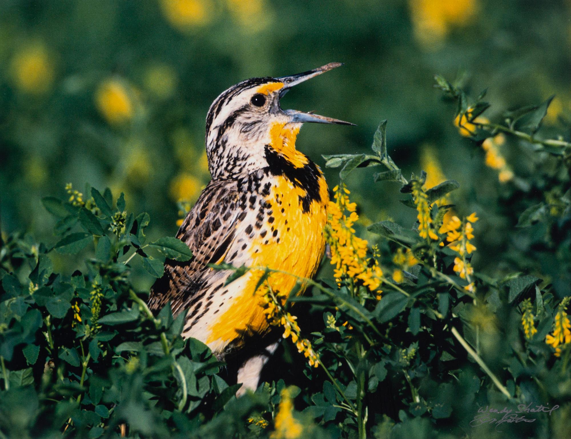 Prairie Vision: Images from a Sea of Grass (2002) Twenty Color Photographs