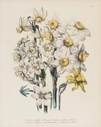 Three Botanical Prints
