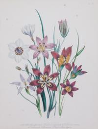 A Collection of Five Chromolithographs of Botanicals Height of largest frame 23 x width 20 inches.