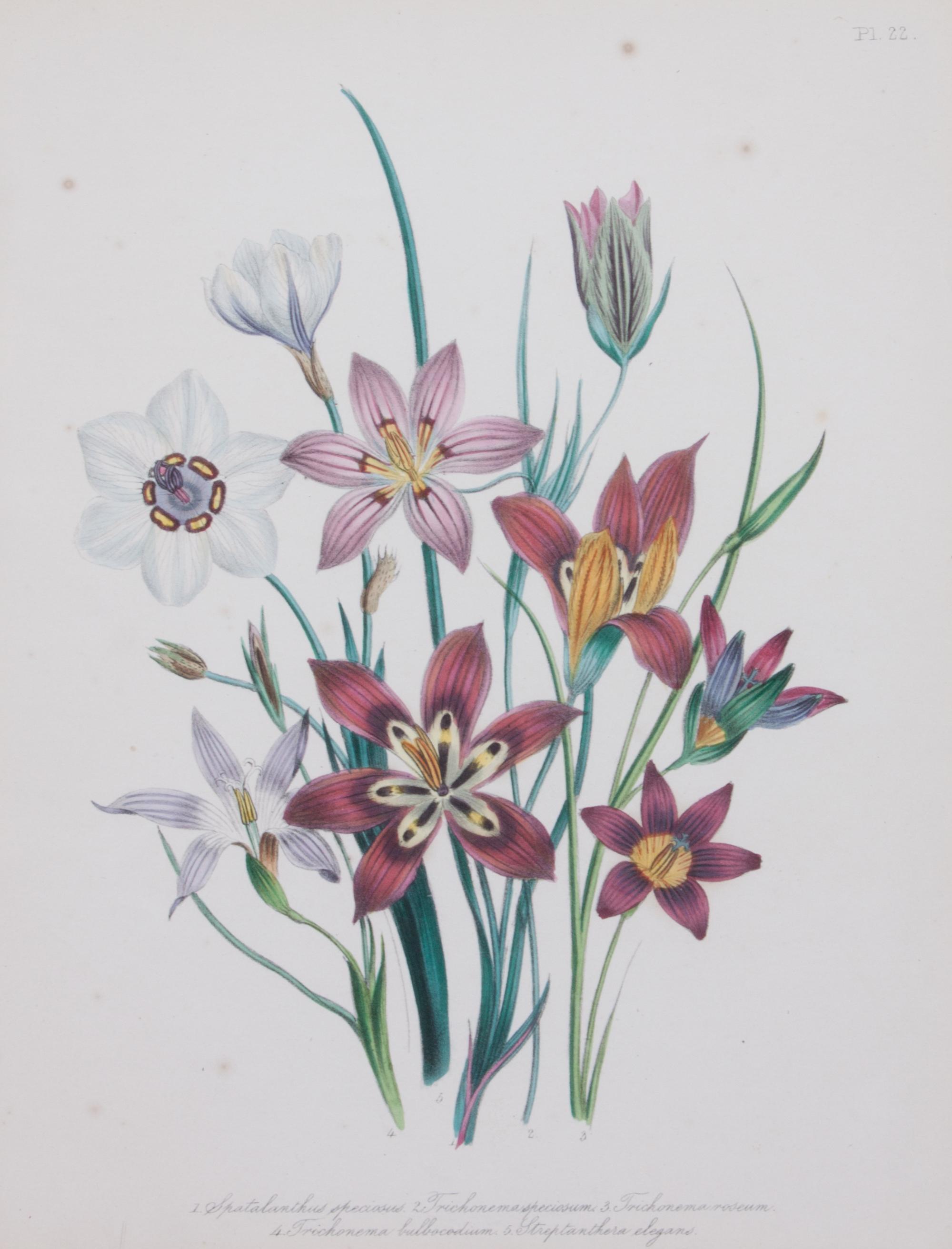 A Collection of Five Chromolithographs of Botanicals Height of largest frame 23 x width 20 inches.