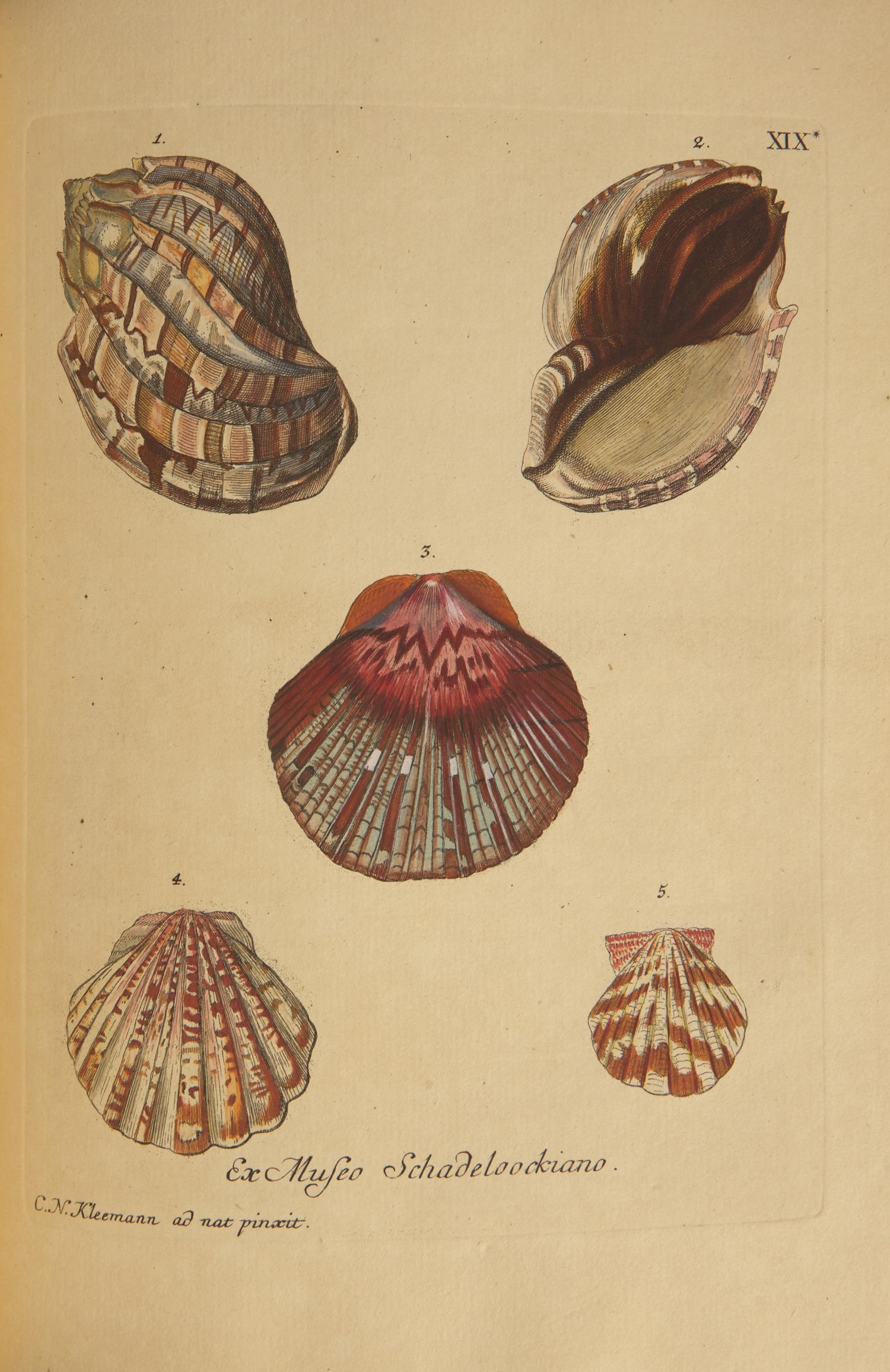 [Natural History] Knorr, Georg Wolfgang. Verlustiging der oogen en van den geest, of Verzameling van allerley bekende Hoorens en Schulpen...