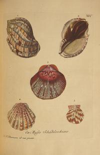 [Natural History] Knorr, Georg Wolfgang. Verlustiging der oogen en van den geest, of Verzameling van allerley bekende Hoorens en Schulpen...