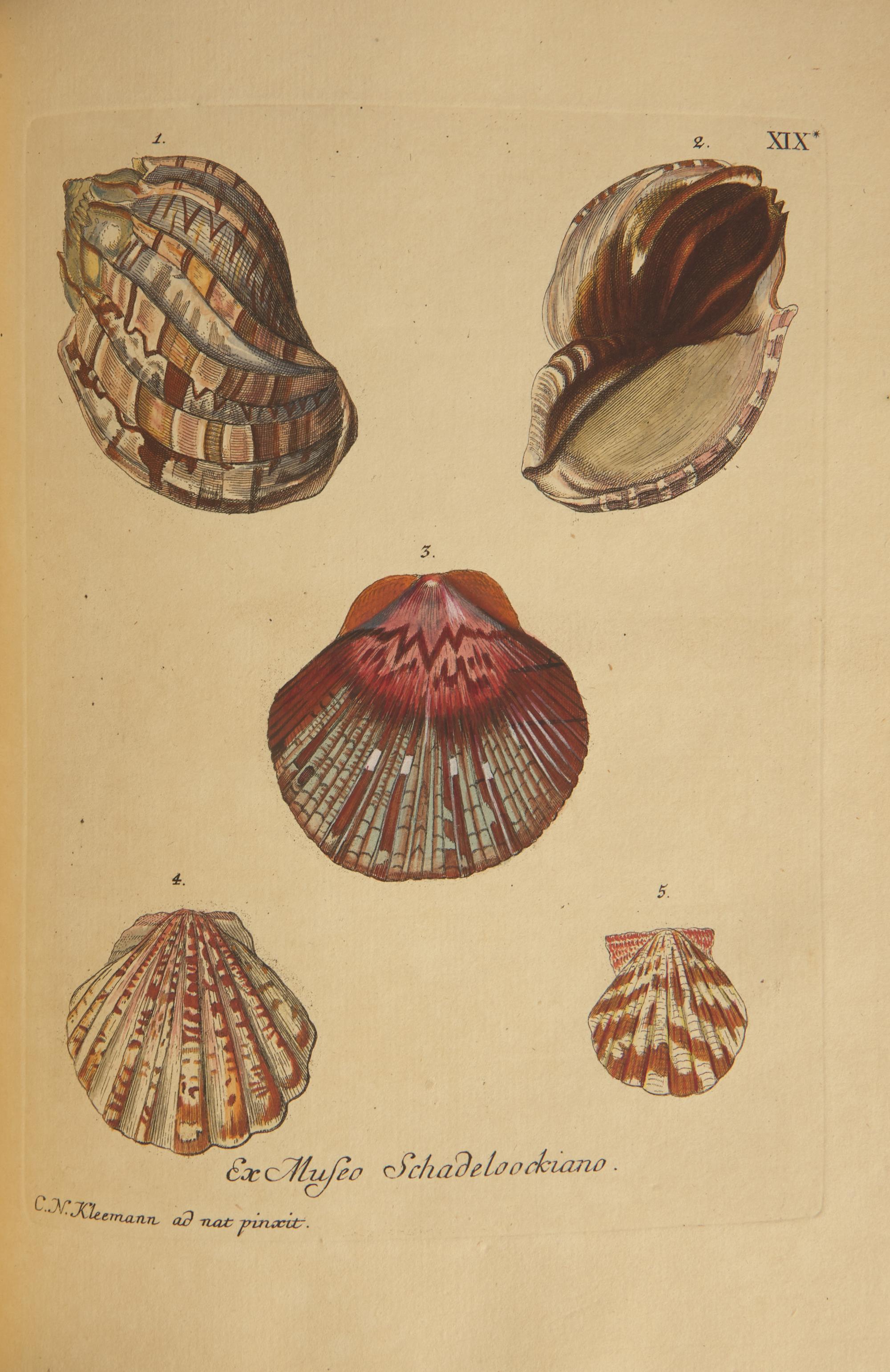 [Natural History] Knorr, Georg Wolfgang. Verlustiging der oogen en van den geest, of Verzameling van allerley bekende Hoorens en Schulpen...