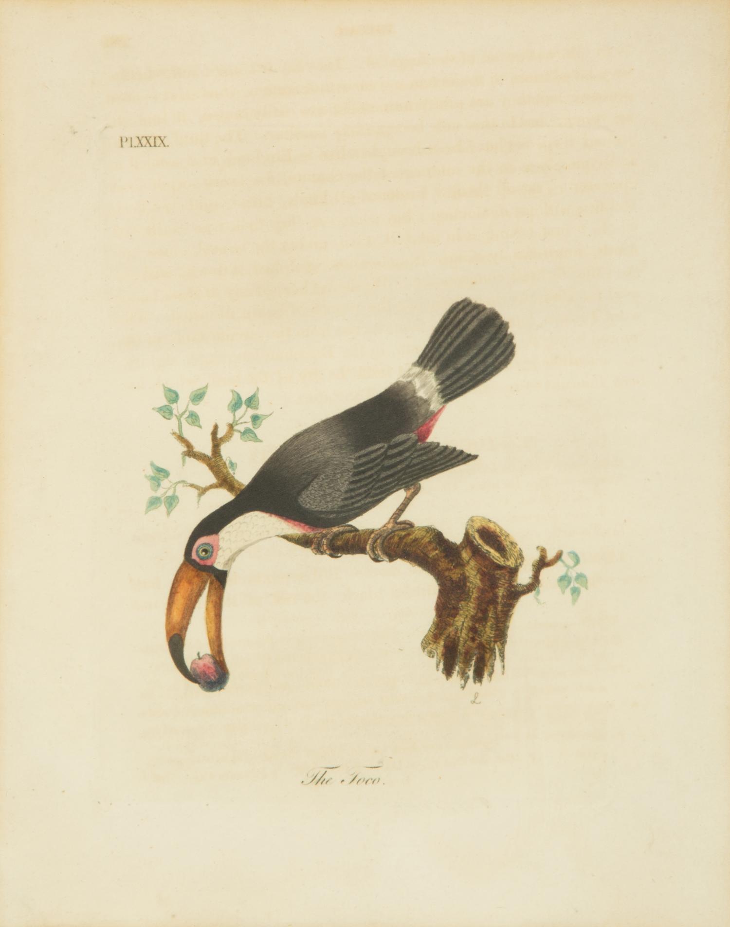 A Collection Ten Ornithological Gilt Framed Hand Colored Lithographs from Shaw's General Zoology — 19TH/20TH CENTURY