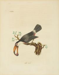 A Collection Ten Ornithological Gilt Framed Hand Colored Lithographs from Shaw's General Zoology — 19TH/20TH CENTURY