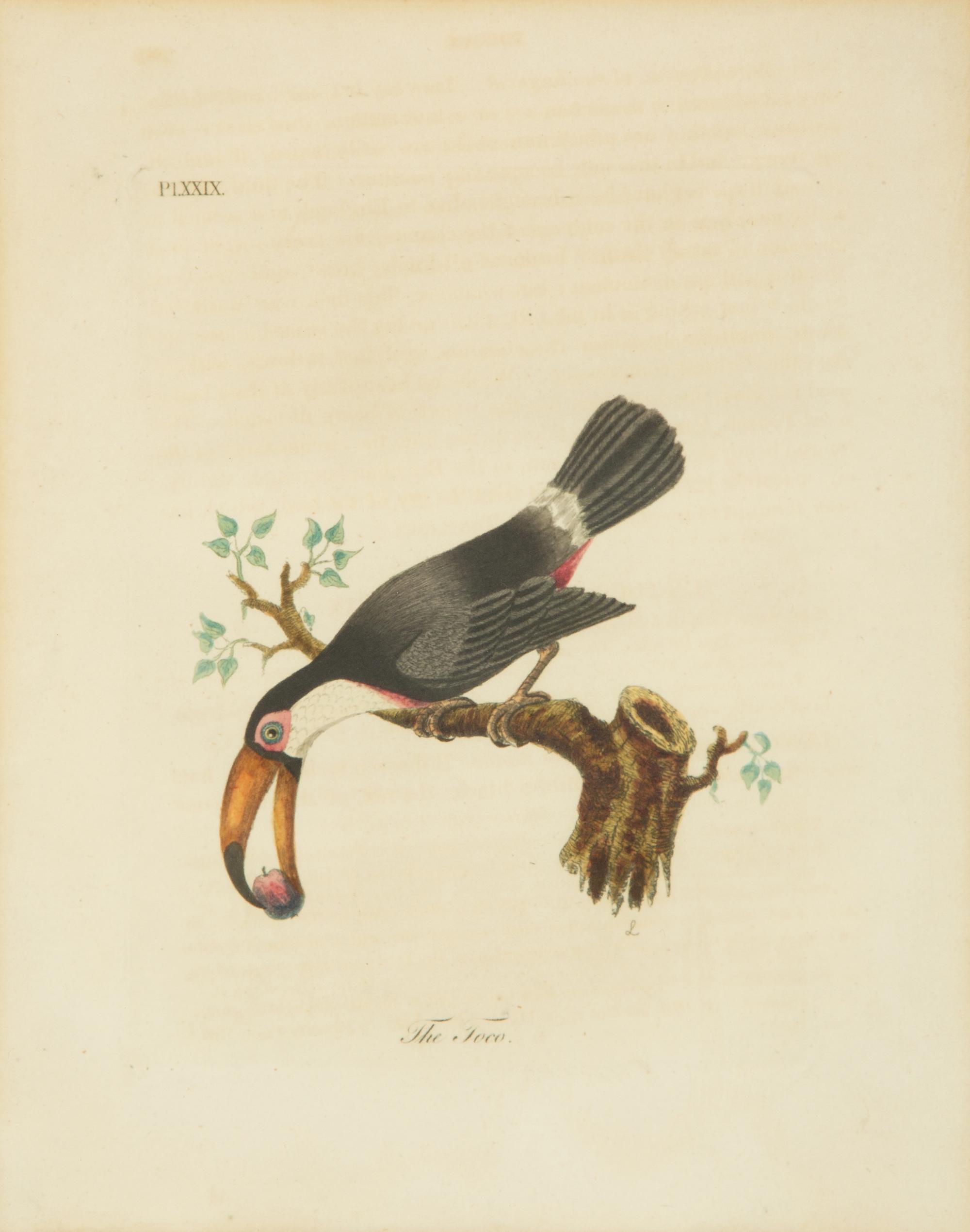 A Collection Ten Ornithological Gilt Framed Hand Colored Lithographs from Shaw's General Zoology — 19TH/20TH CENTURY