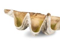 A Pair of Tridacna Gigas Giant Clam Shells