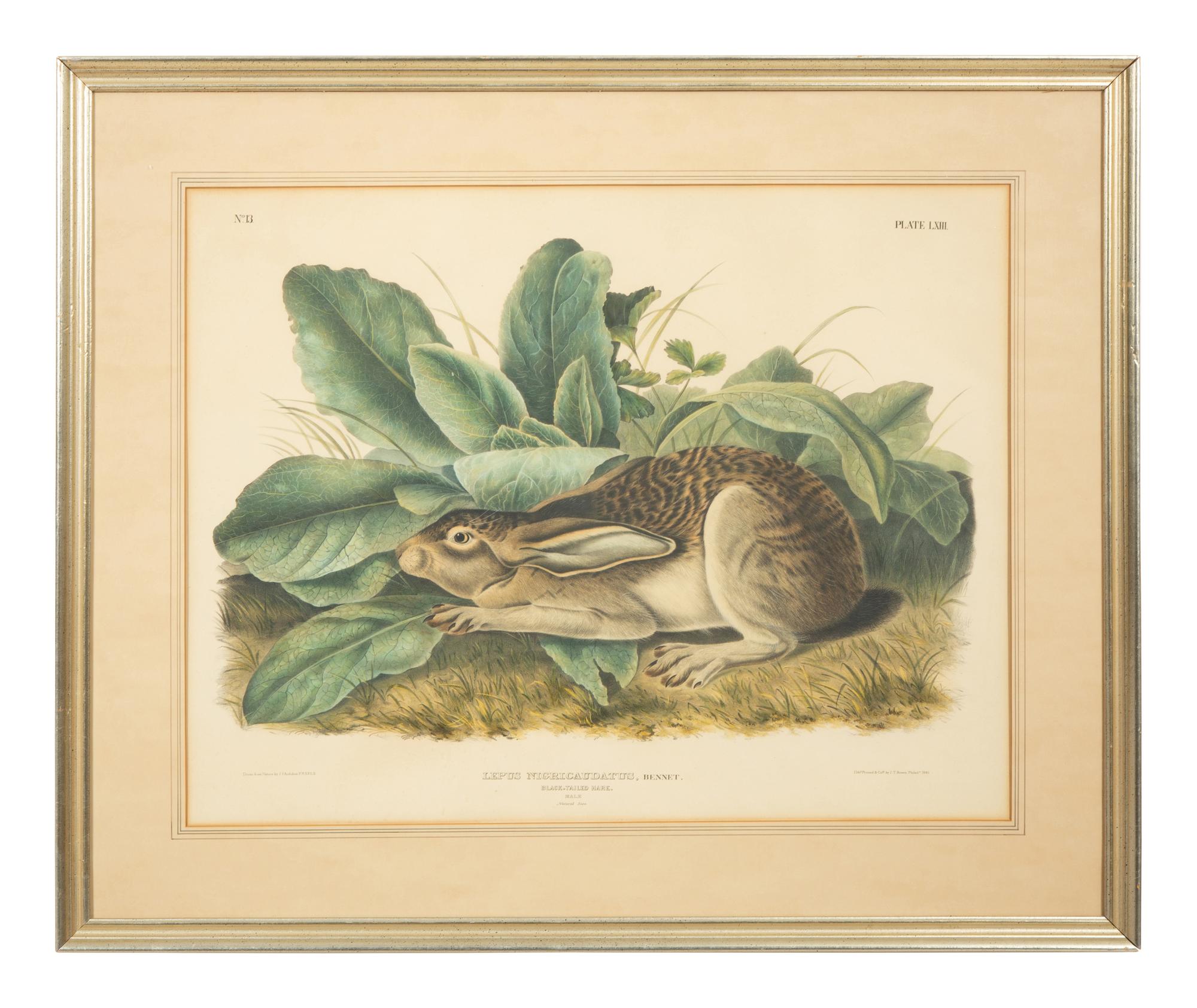 Lepus Americanus , Lepus Aquaticus , Lepus Nigricaudatus , and Lepus Palustris (Four Works)