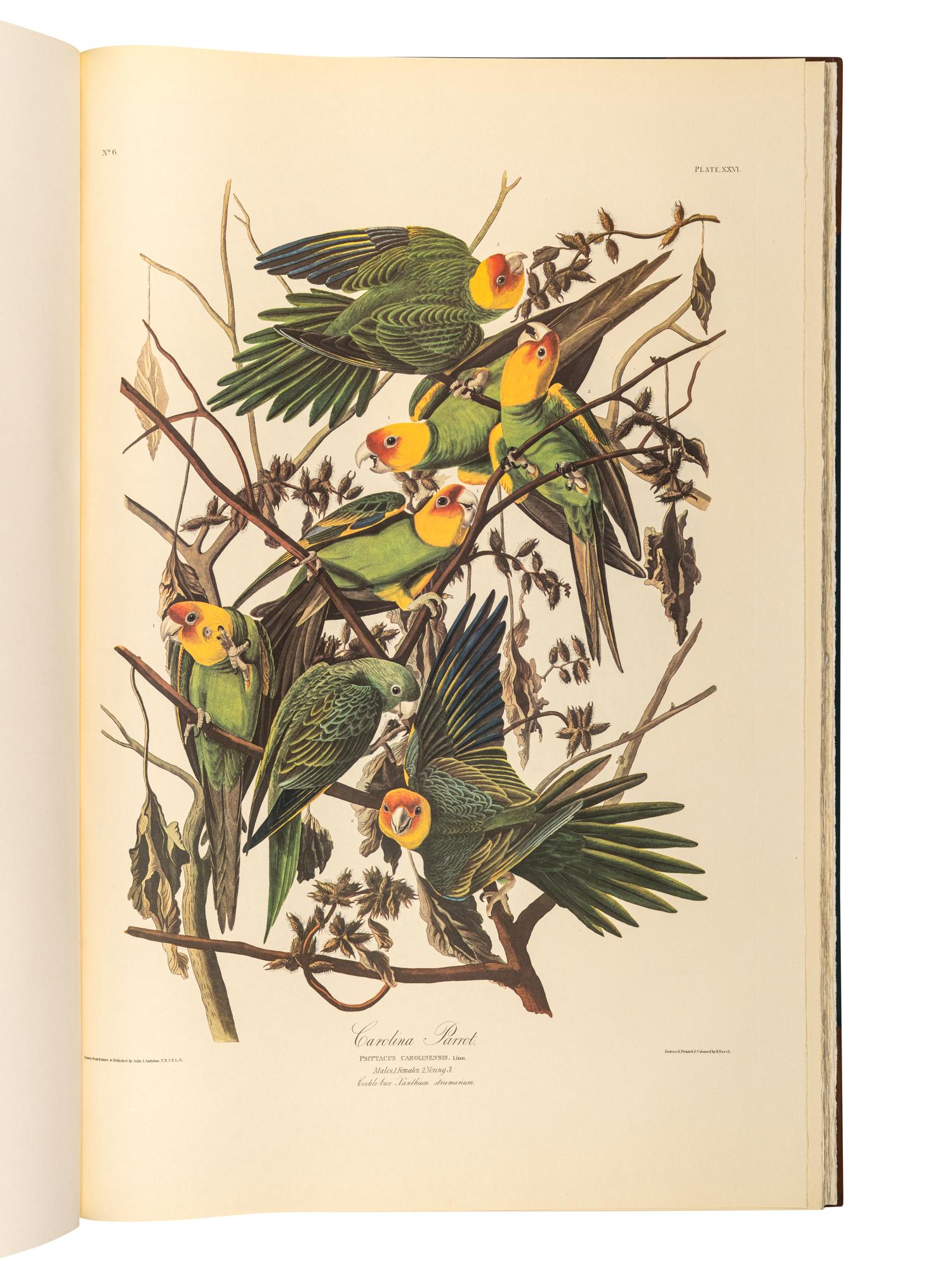 AUDUBON, John James (1785-1851). The Birds of America . New York and Amsterdam: Johnson Reprint Co. & Theatrum Orbis Terrarum [i.e. Nico Israel], 1971-1972.