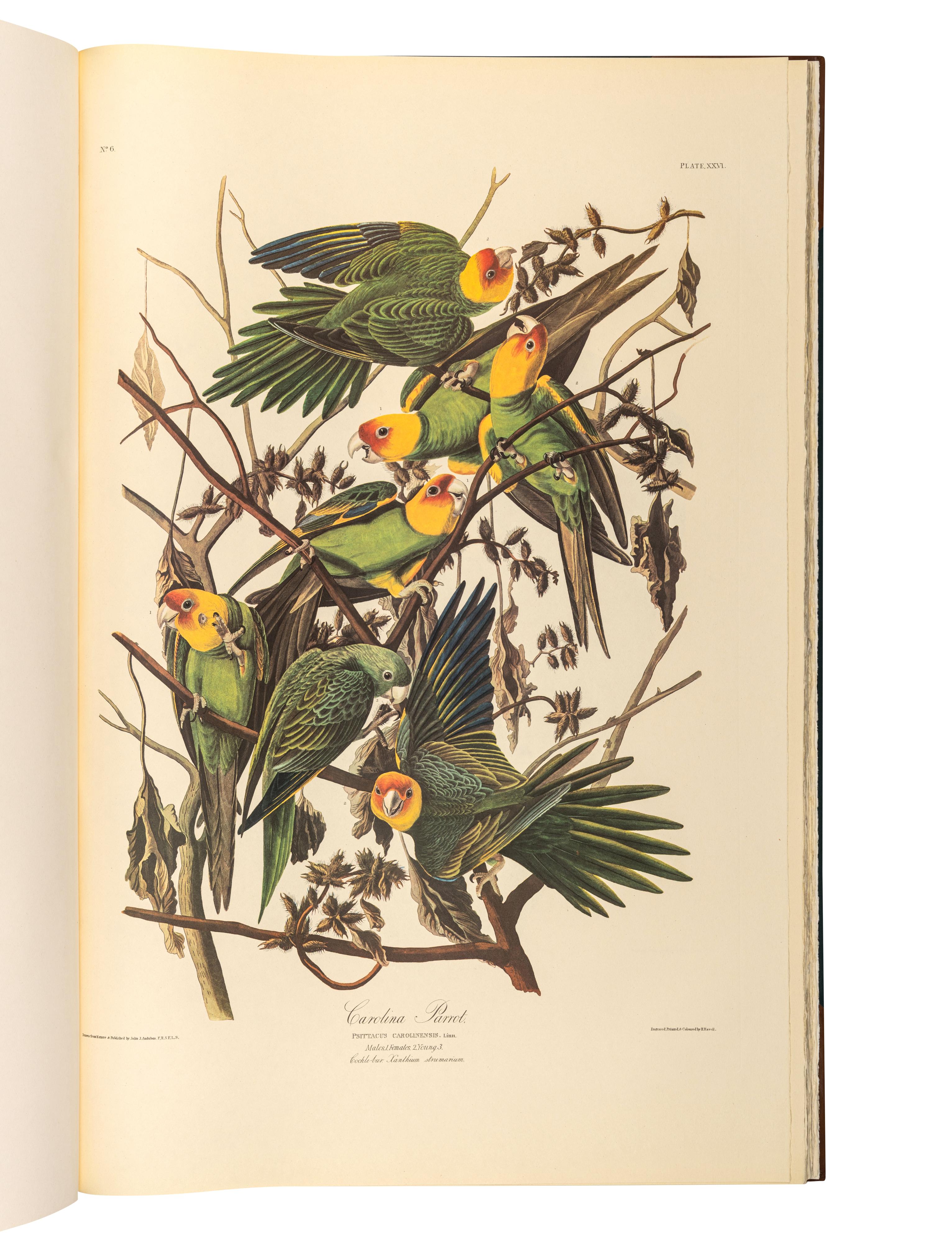 AUDUBON, John James (1785-1851). The Birds of America . New York and Amsterdam: Johnson Reprint Co. & Theatrum Orbis Terrarum [i.e. Nico Israel], 1971-1972.