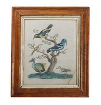 Five Handcolored Engravings of Birds Height 10 x width 8 inches (largest)