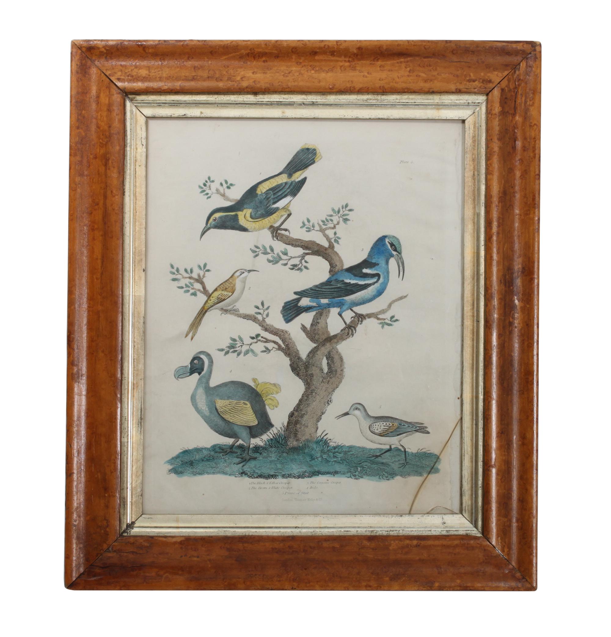 Five Handcolored Engravings of Birds Height 10 x width 8 inches (largest)