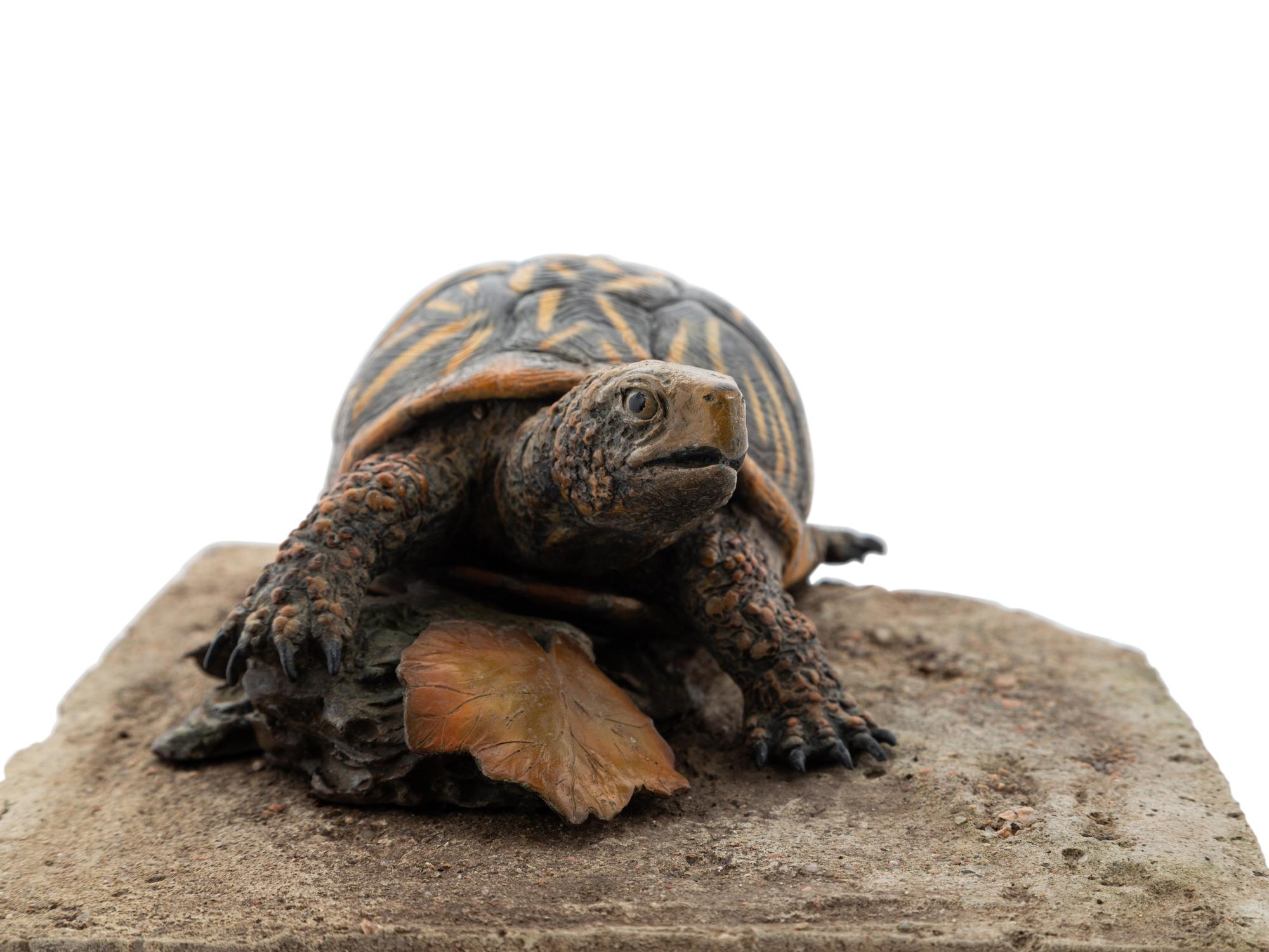 Ornate Box Turtle