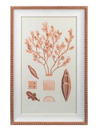 A Set of Three Framed Decorative Prints of Coral — 20TH CENTURY