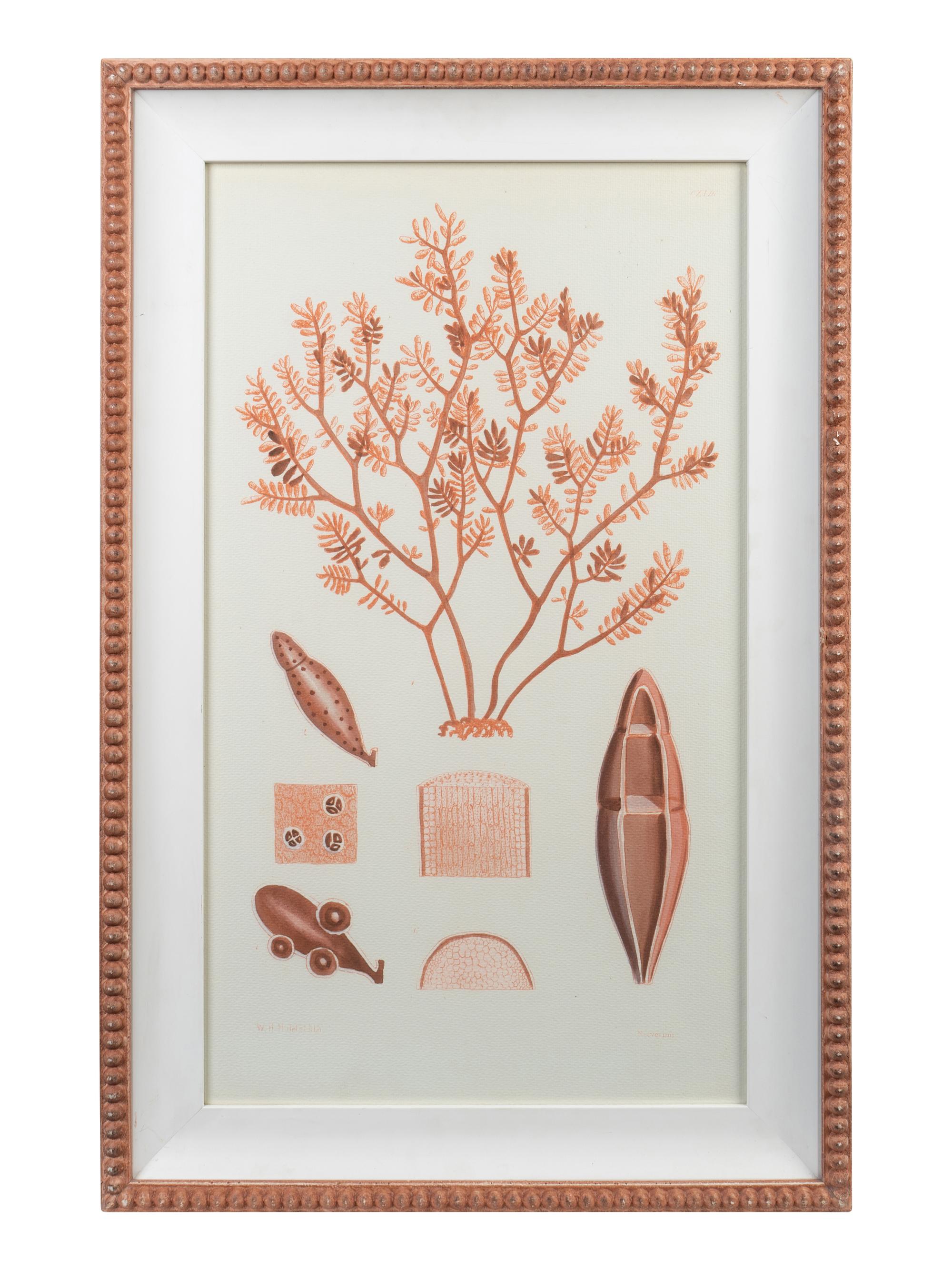 A Set of Three Framed Decorative Prints of Coral — 20TH CENTURY