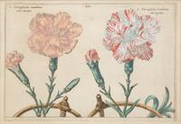 A Set of Four Dutch Botanicals from Crispin de Passe's Hortus Floridus — HOLLAND, CIRCA 1614