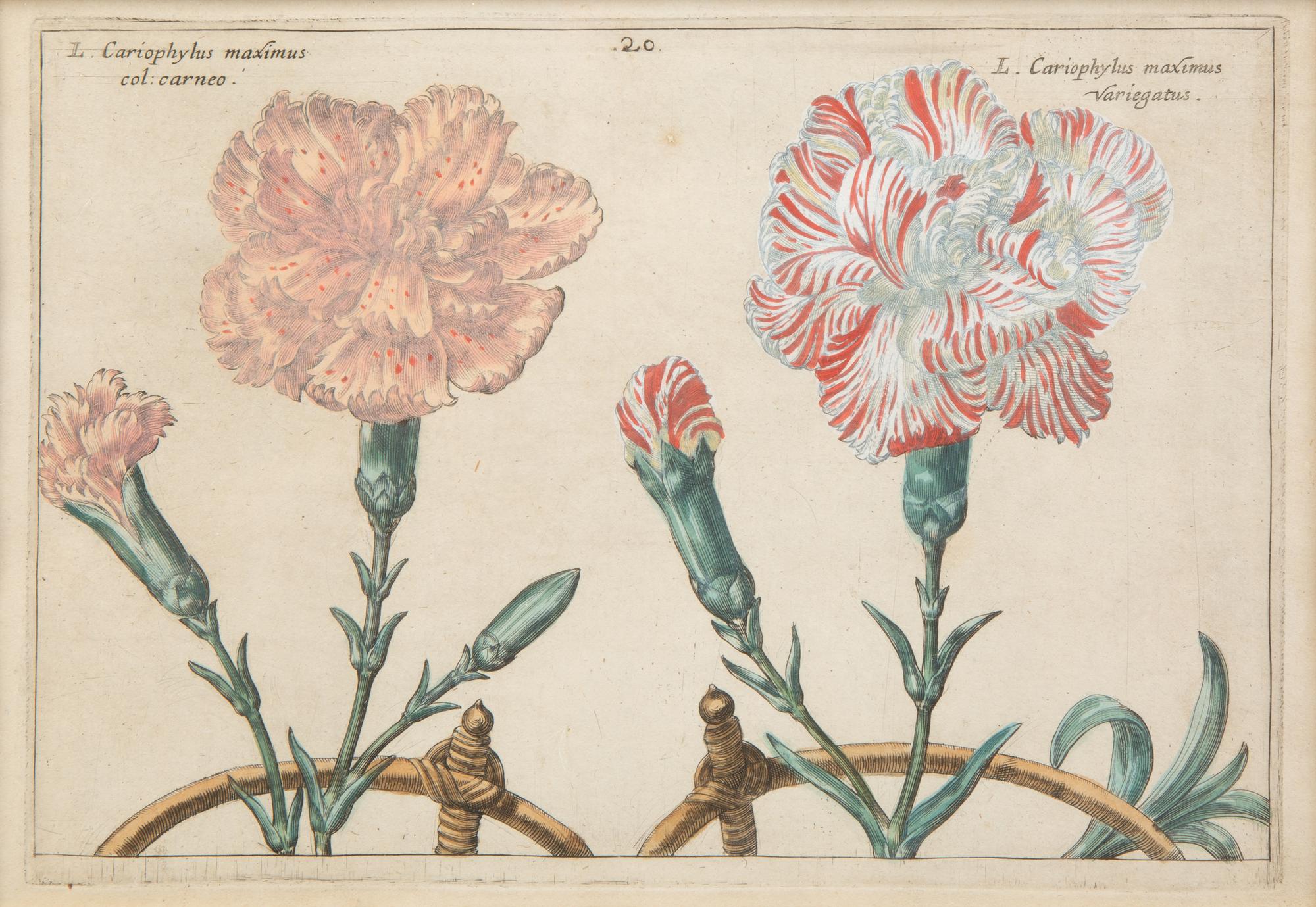A Set of Four Dutch Botanicals from Crispin de Passe's Hortus Floridus — HOLLAND, CIRCA 1614