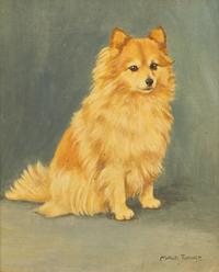 Pomeranian
