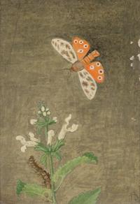 Magnolia Leaves and Shell and Tiger Moth and Nettle (two works), 1971
