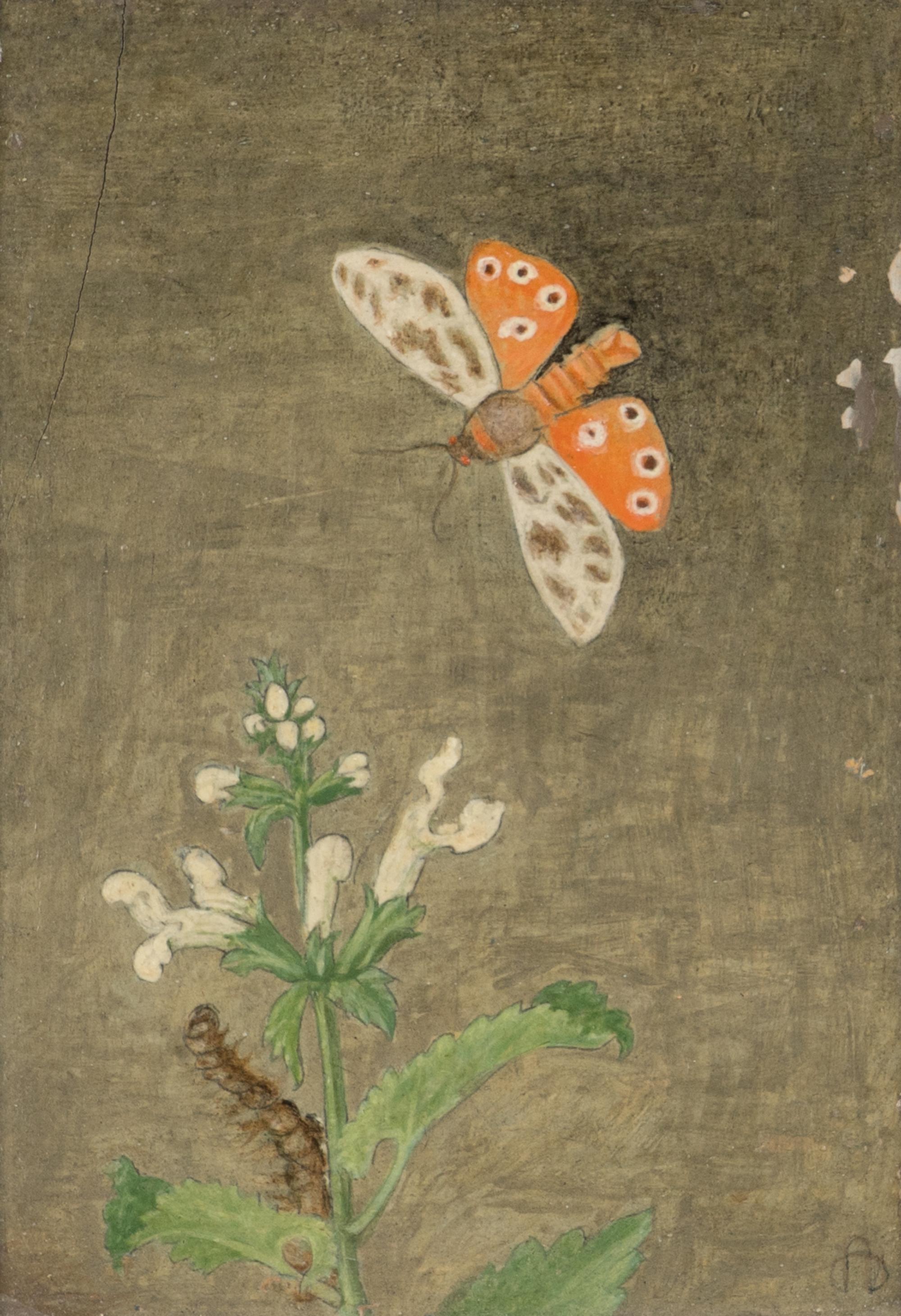 Magnolia Leaves and Shell and Tiger Moth and Nettle (two works), 1971