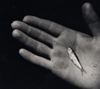 Martha's Vineyard (Hand with Minnow)