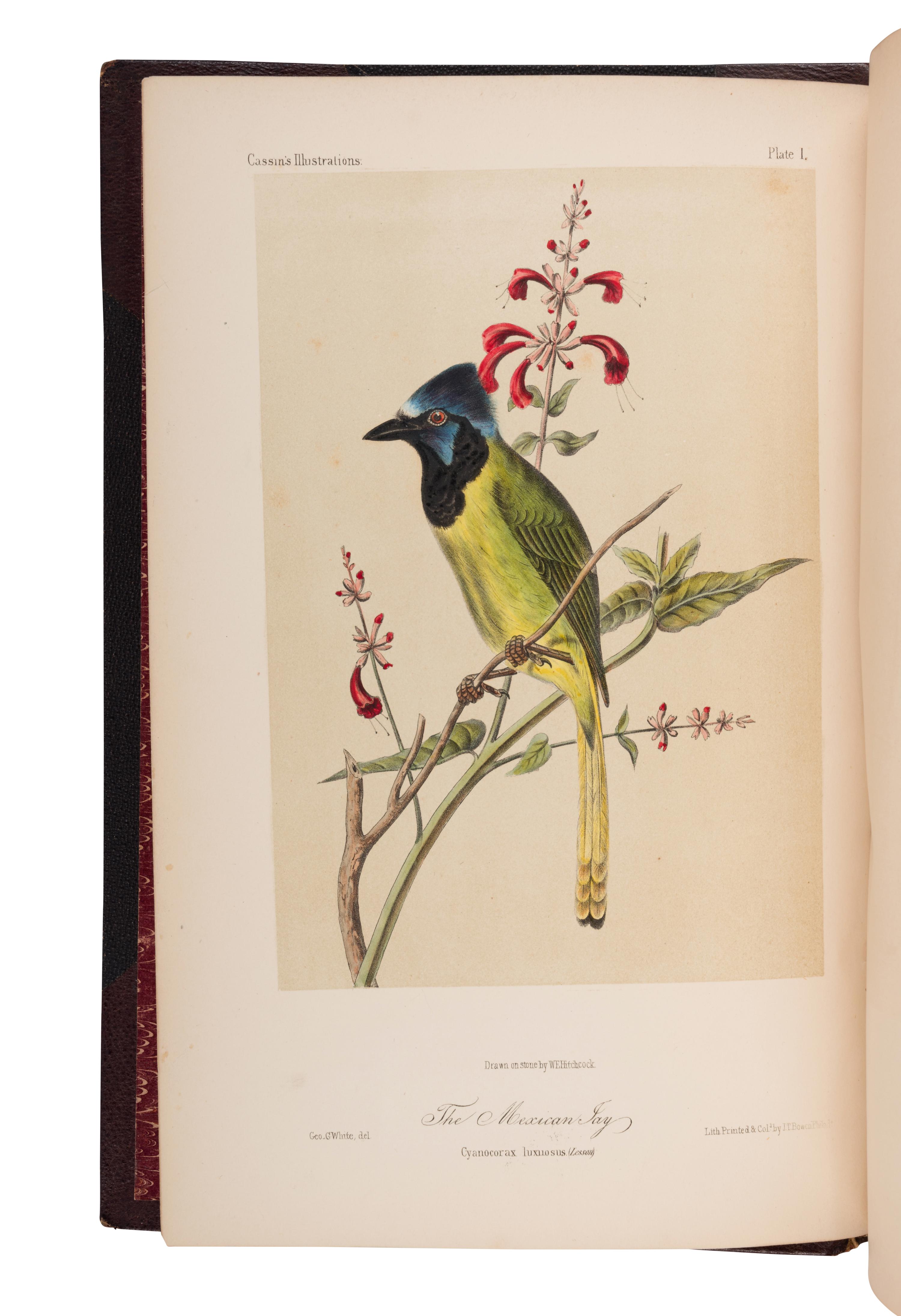 CASSIN, John (1813-1869). Illustrations of the Birds of California, Texas, Oregon, British and Russian American . Philadelphia: J.B. Lippincott & Co., [1853]-1856.