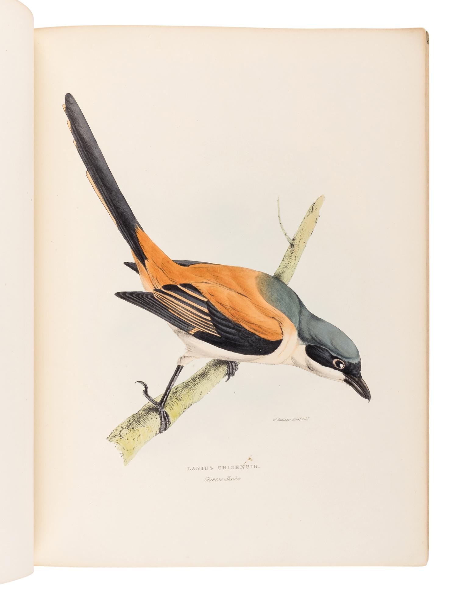 GRAY, George Robert (1808-1872). A Fasciculus of the Birds of China . [London: privately printed, 1871.]