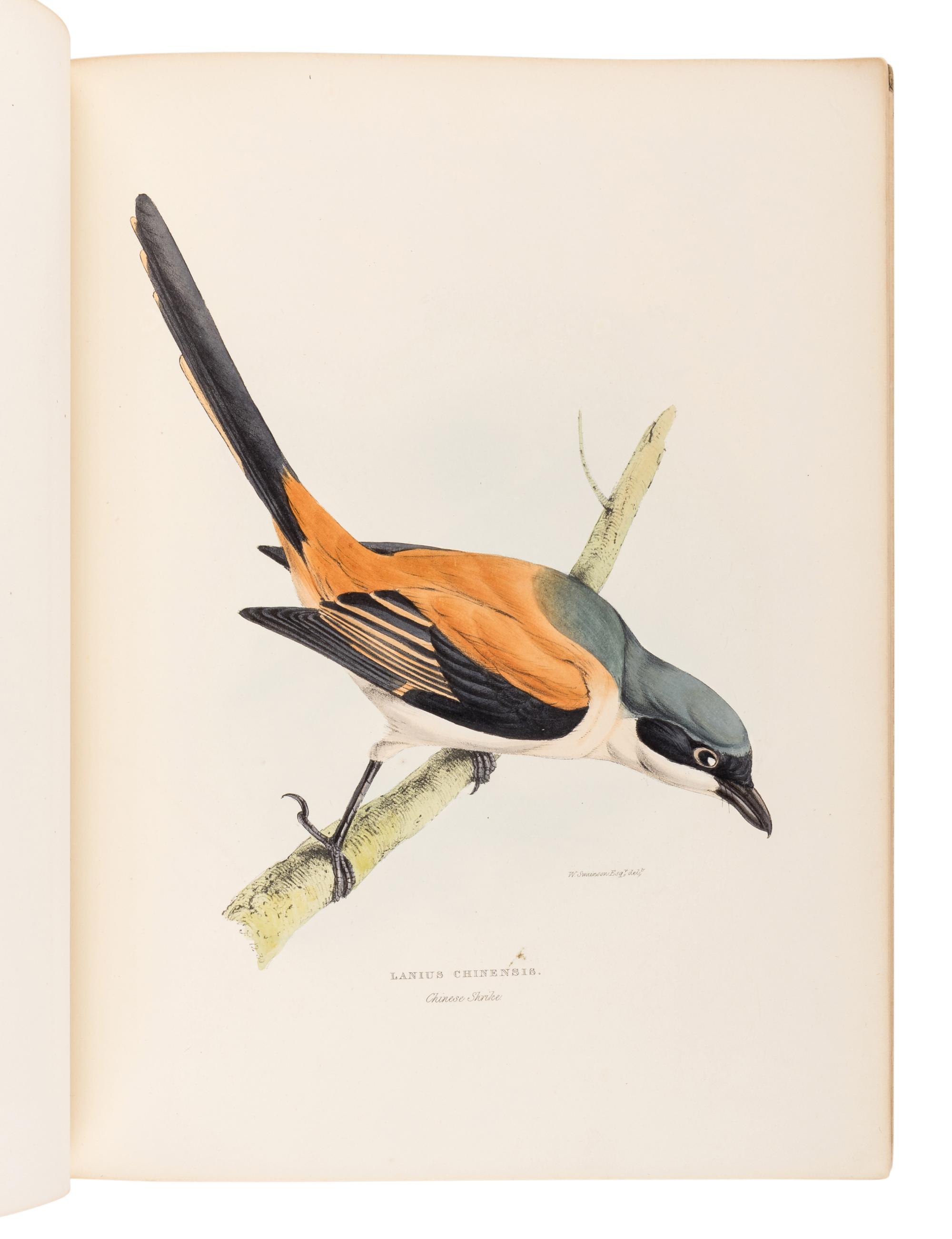 GRAY, George Robert (1808-1872). A Fasciculus of the Birds of China . [London: privately printed, 1871.]
