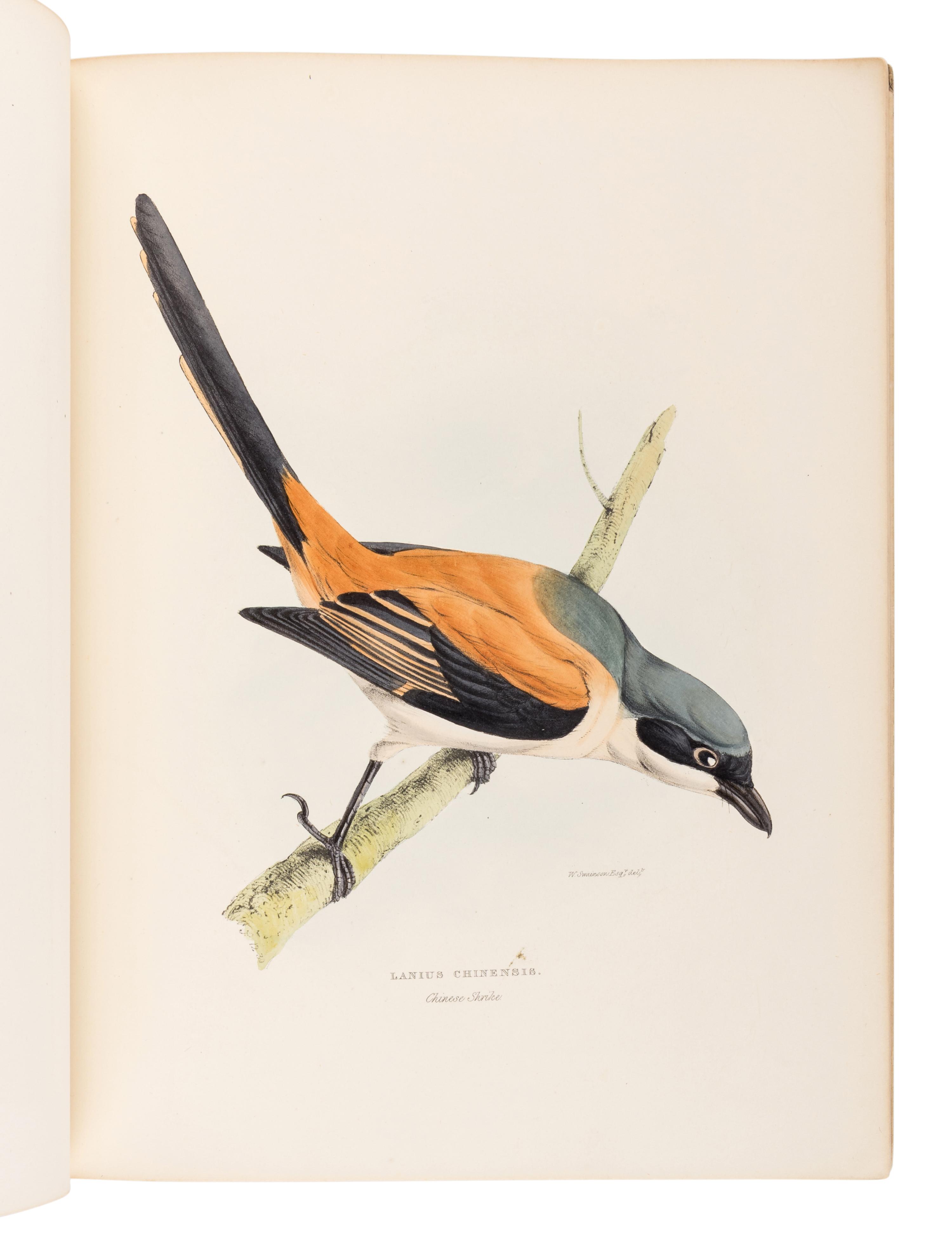 GRAY, George Robert (1808-1872). A Fasciculus of the Birds of China . [London: privately printed, 1871.]