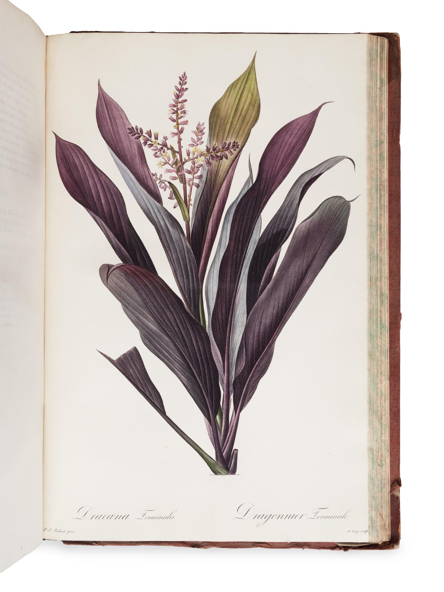 [NATURAL HISTORY]. REDOUTÉ, Pierre-Joseph (1759-1840). Les Liliacées . Paris: chez l'auteur, imprimerie de Didot jeune, 1802 [-1805].