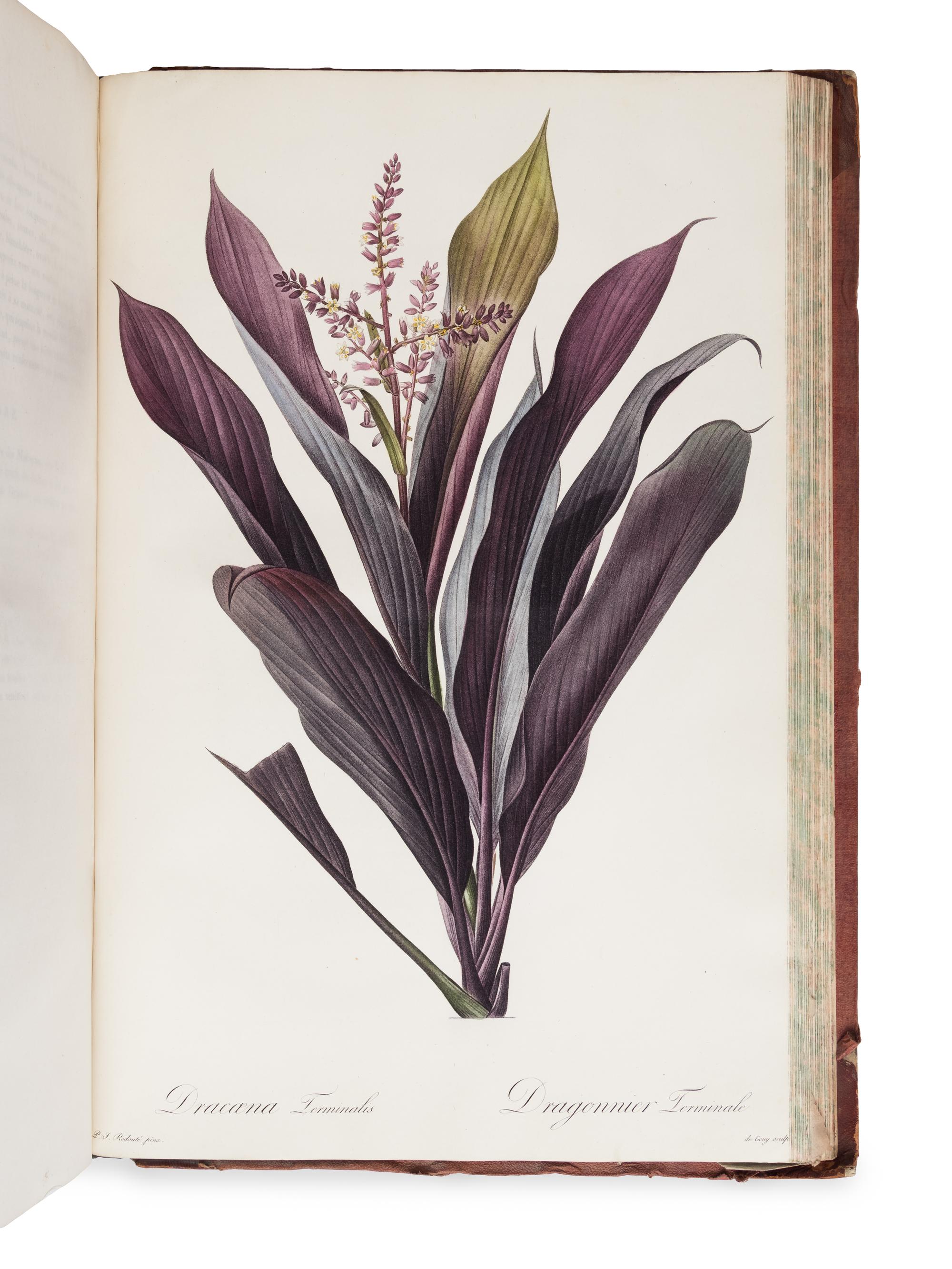 [NATURAL HISTORY]. REDOUTÉ, Pierre-Joseph (1759-1840). Les Liliacées . Paris: chez l'auteur, imprimerie de Didot jeune, 1802 [-1805].