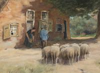 Sheep