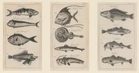 A Set of Seven Framed Groups of Ichthyological Engravings