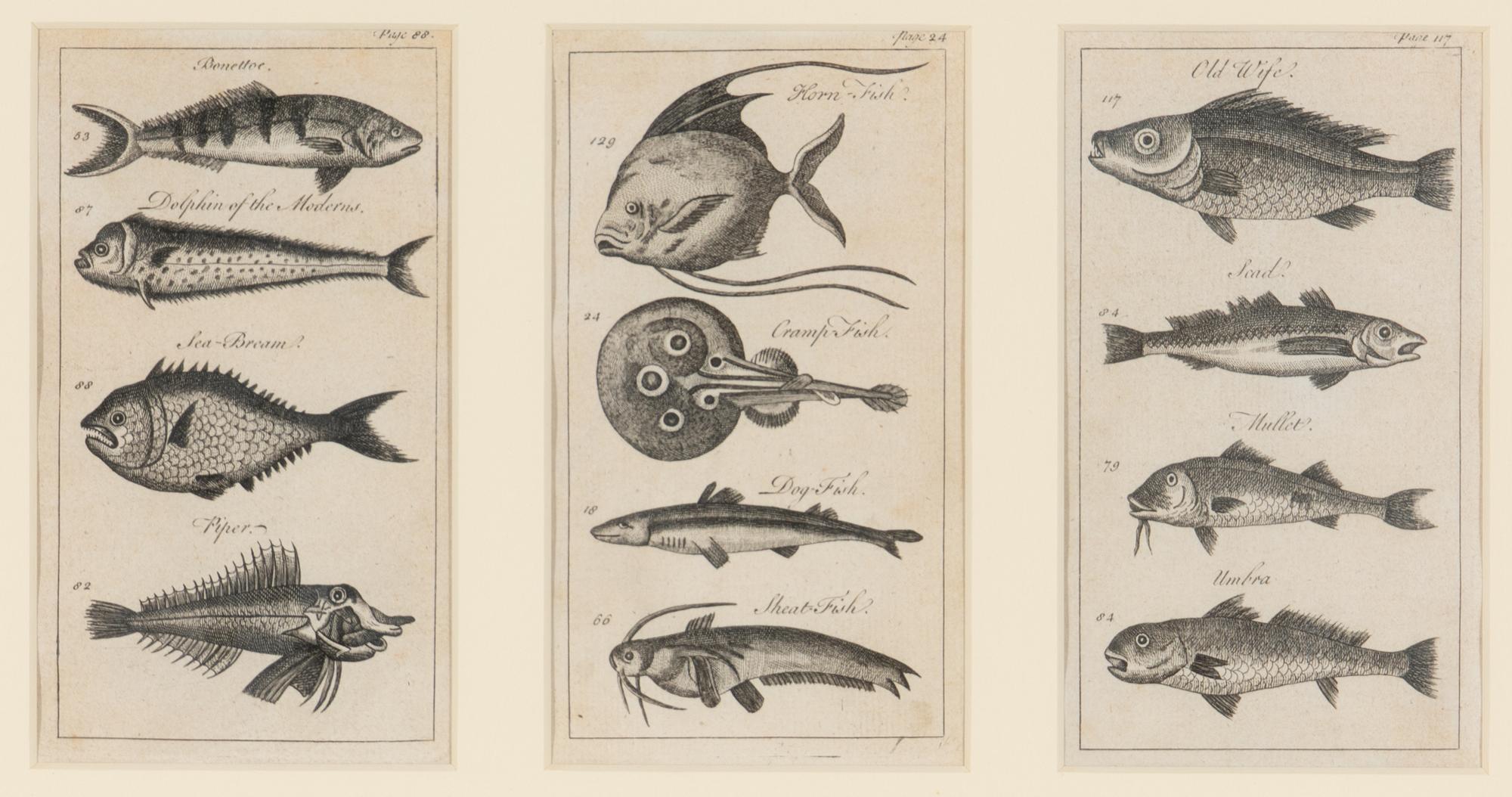 A Set of Seven Framed Groups of Ichthyological Engravings