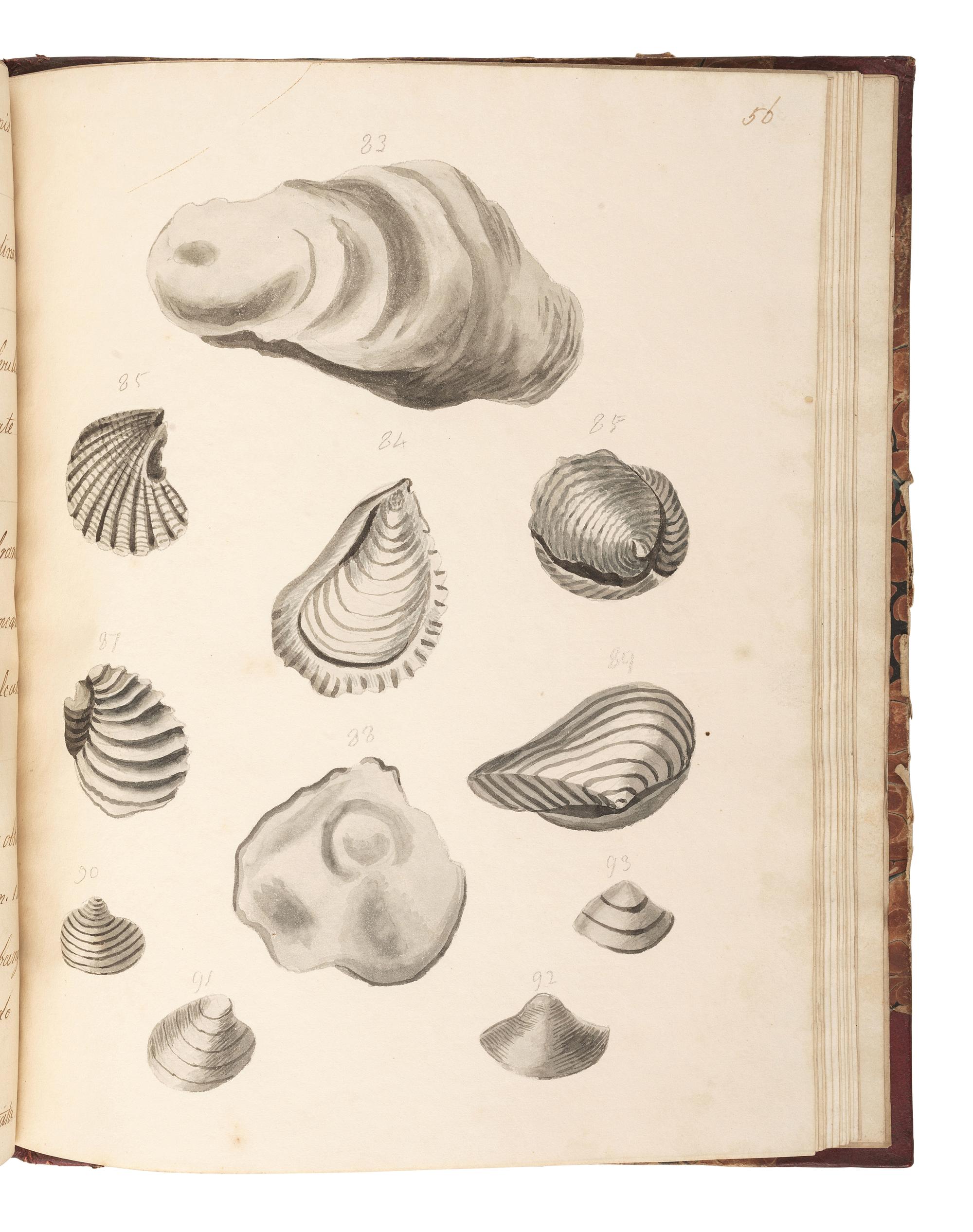[MARITIME SHELLS & FOSSILS MANUSCRIPT]. Malet, S. "Hampshire Fossils." -- "French Fossils." [London, ca 19th century].