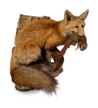 A Taxidermy Red Fox with a Chipmunk