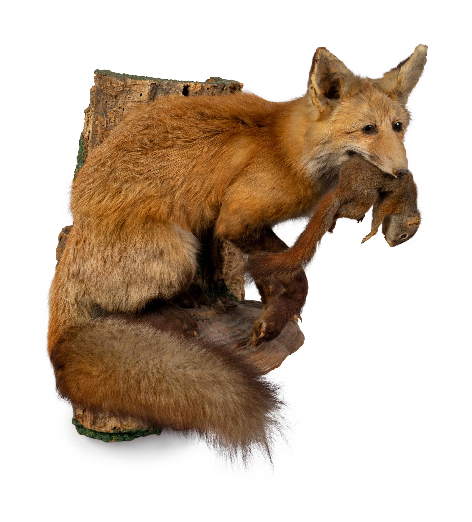 A Taxidermy Red Fox with a Chipmunk