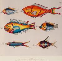 A Suite of Thirteen Framed Giclee Prints of Colorful Tropical Fish — 20TH/21ST CENTURY