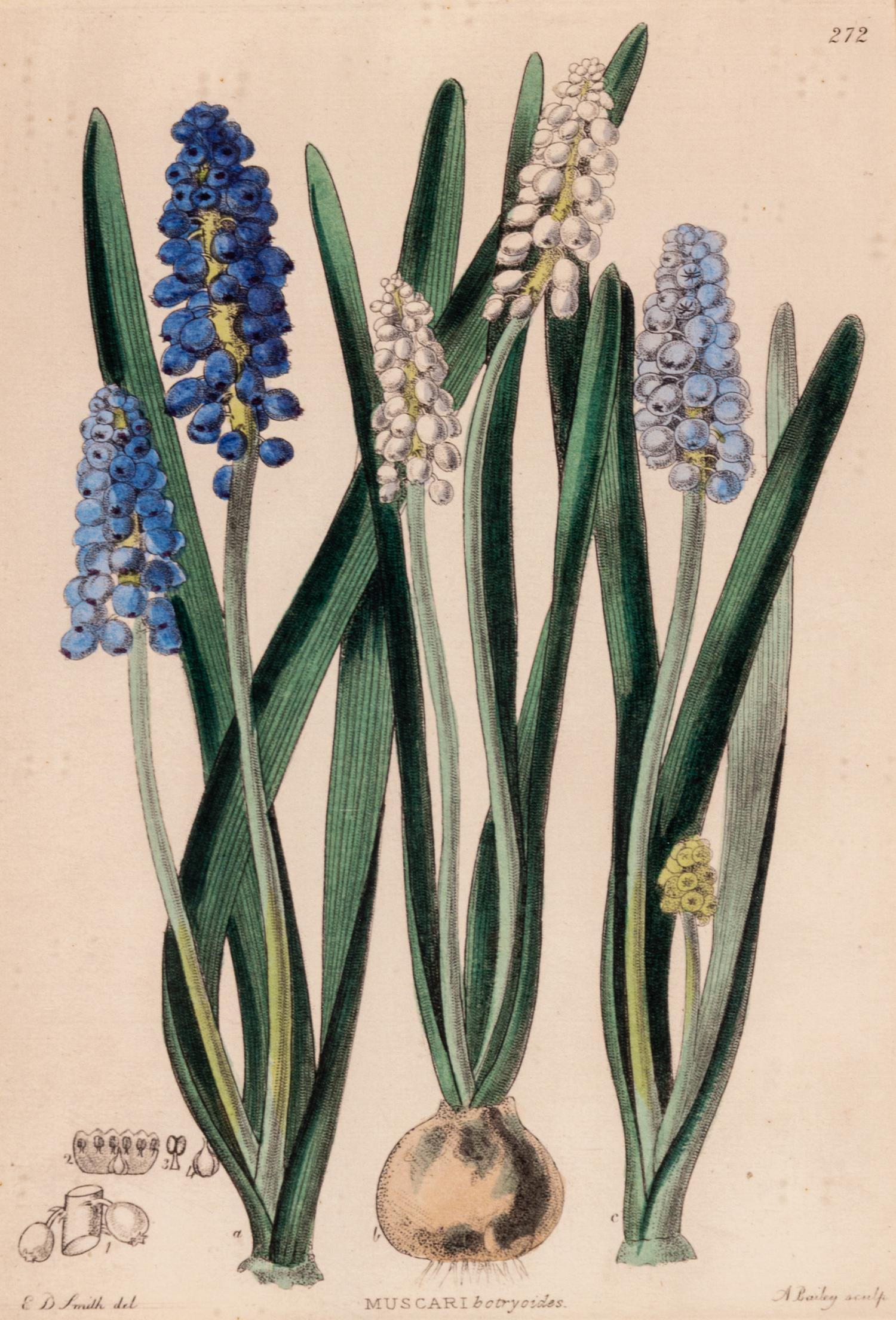A Hand-Colored Botanical Engraving
