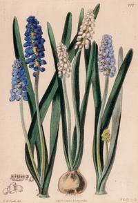 A Hand-Colored Botanical Engraving