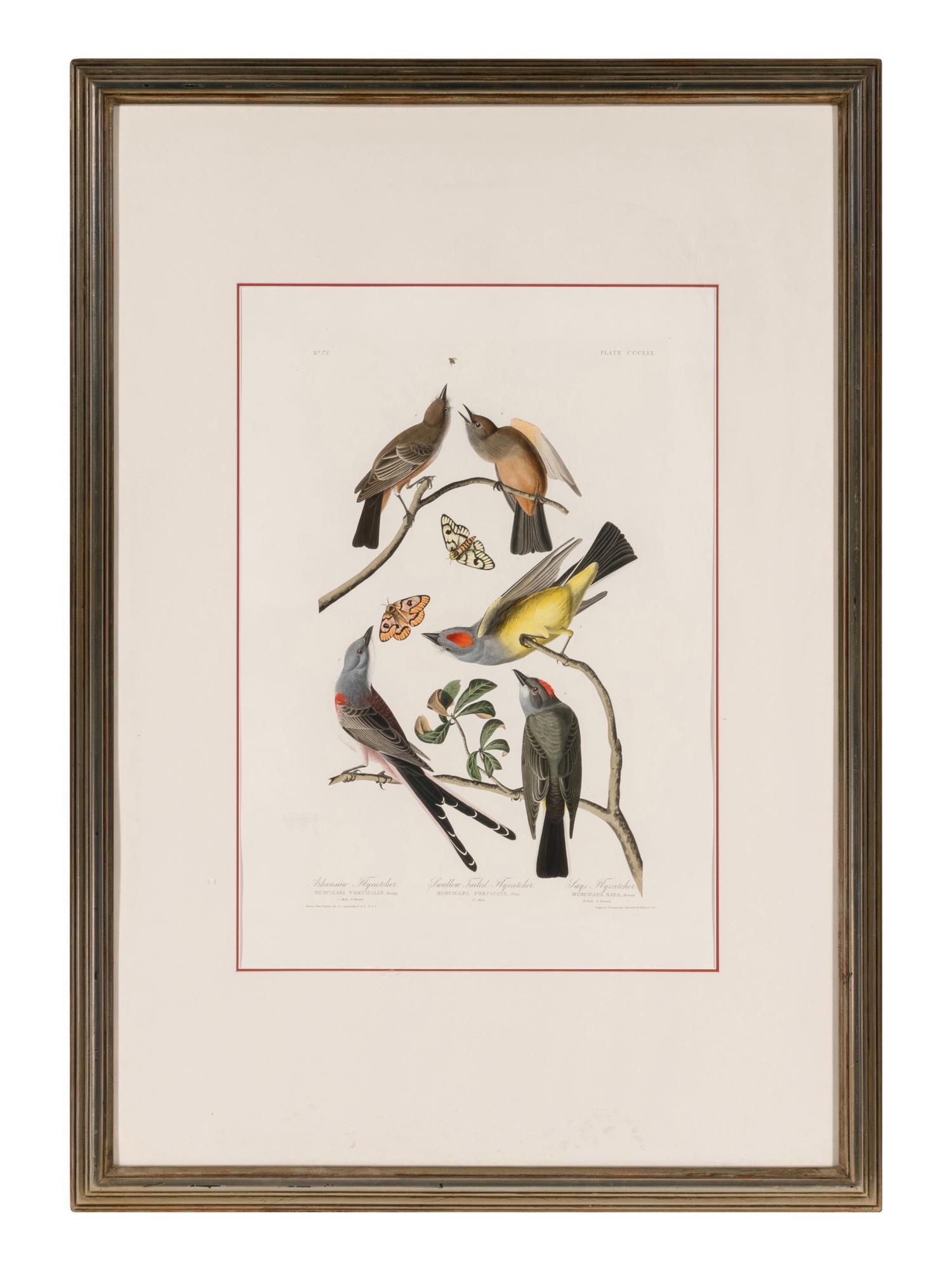 AUDUBON, John James (1785-1851) Arkansaw Flycatcher . Swallow Tailed Flycatcher. Says Flycatcher (Plate CCCLIX) Muscicapa verticalis . Muscicapa forficata . Muscicapa saya .