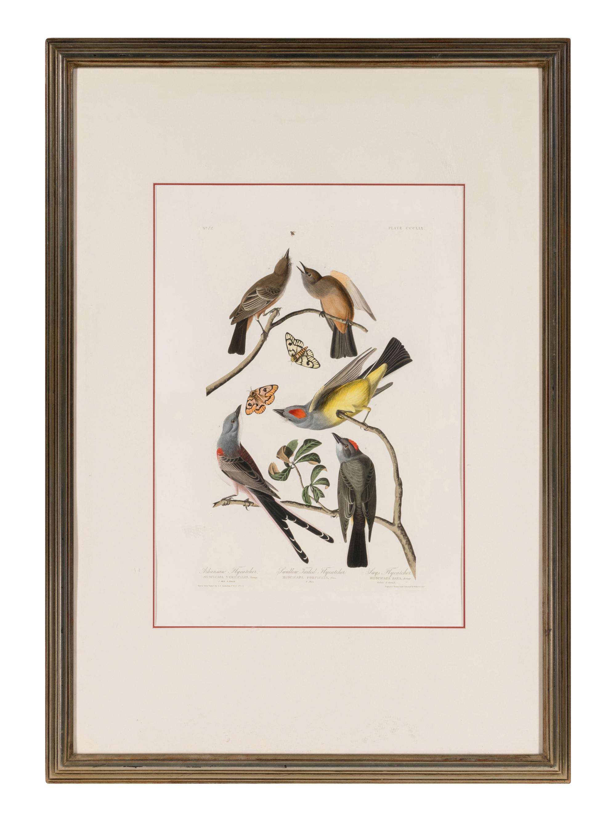 AUDUBON, John James (1785-1851) Arkansaw Flycatcher . Swallow Tailed Flycatcher. Says Flycatcher (Plate CCCLIX) Muscicapa verticalis . Muscicapa forficata . Muscicapa saya .