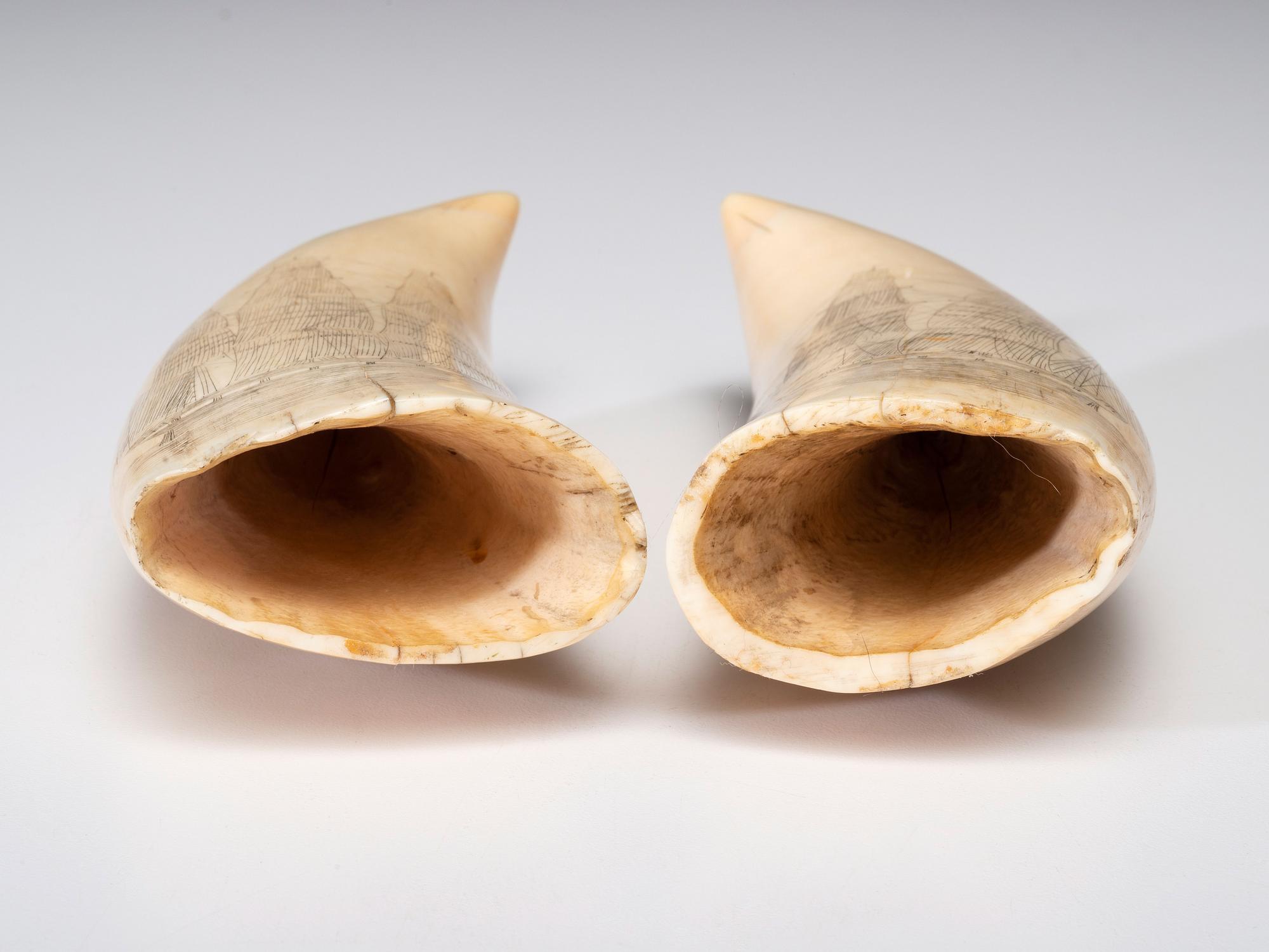 A Pair of Scrimshaw Sperm Whale's Teeth