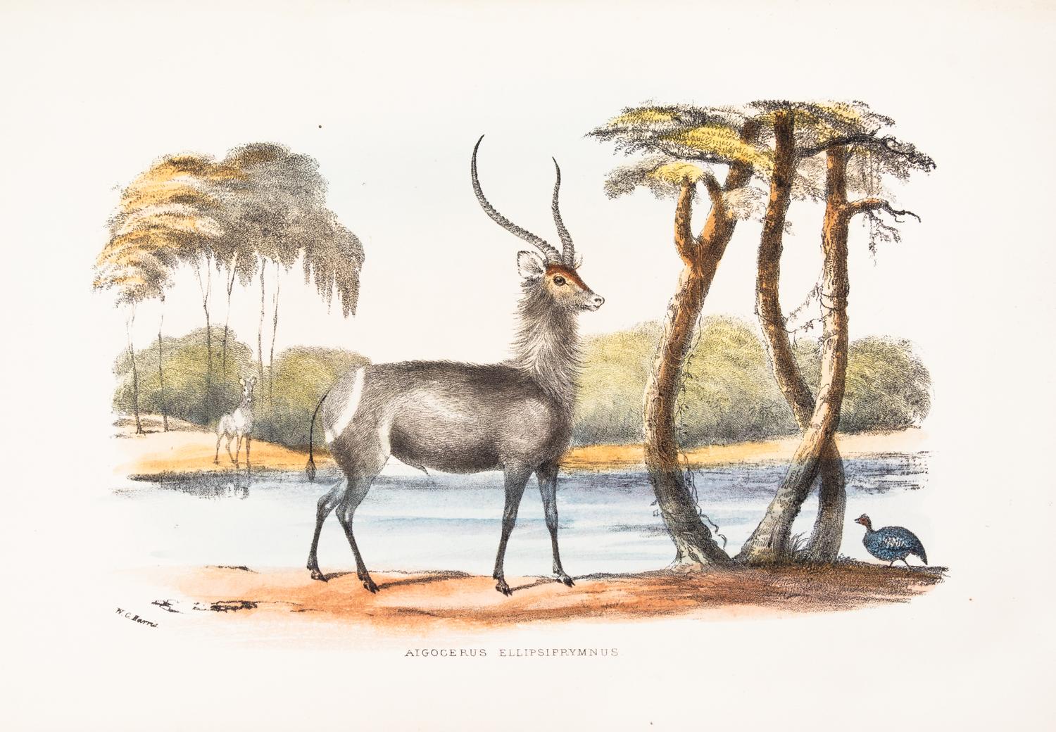 HARRIS, WILLIAM CORNWALLIS. The Wild Sports of Southern Africa. London, 1852. Fifth ed. Numerous plates.