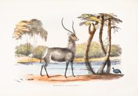 HARRIS, WILLIAM CORNWALLIS. The Wild Sports of Southern Africa. London, 1852. Fifth ed. Numerous plates.