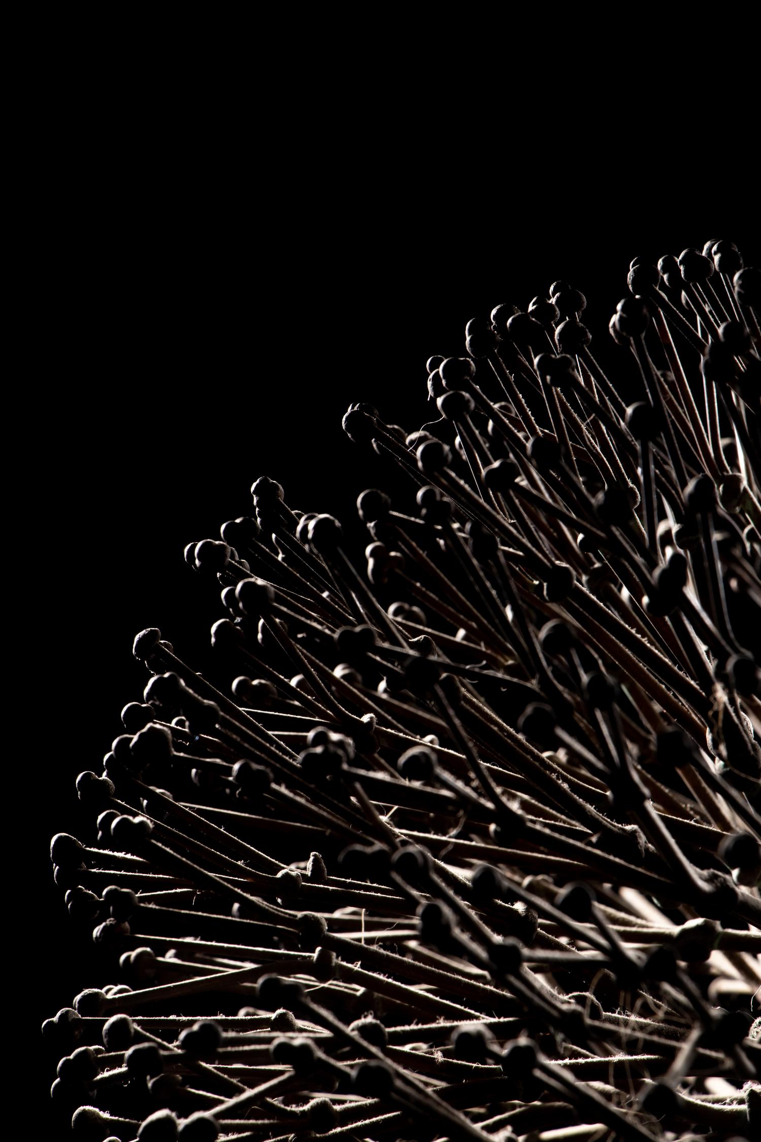 Untitled (Bush)