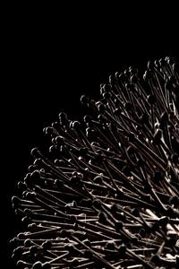 Untitled (Bush)