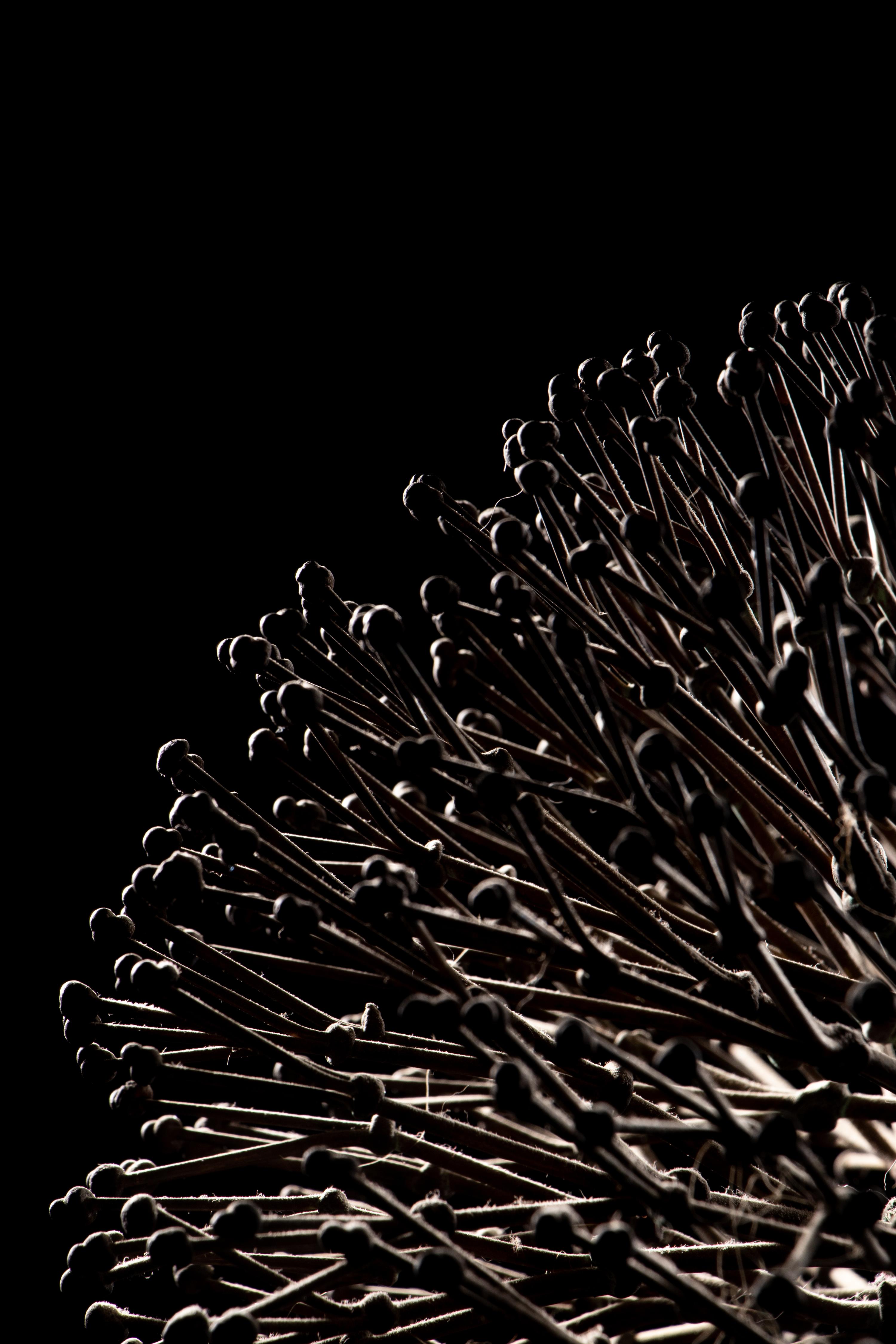 Untitled (Bush)