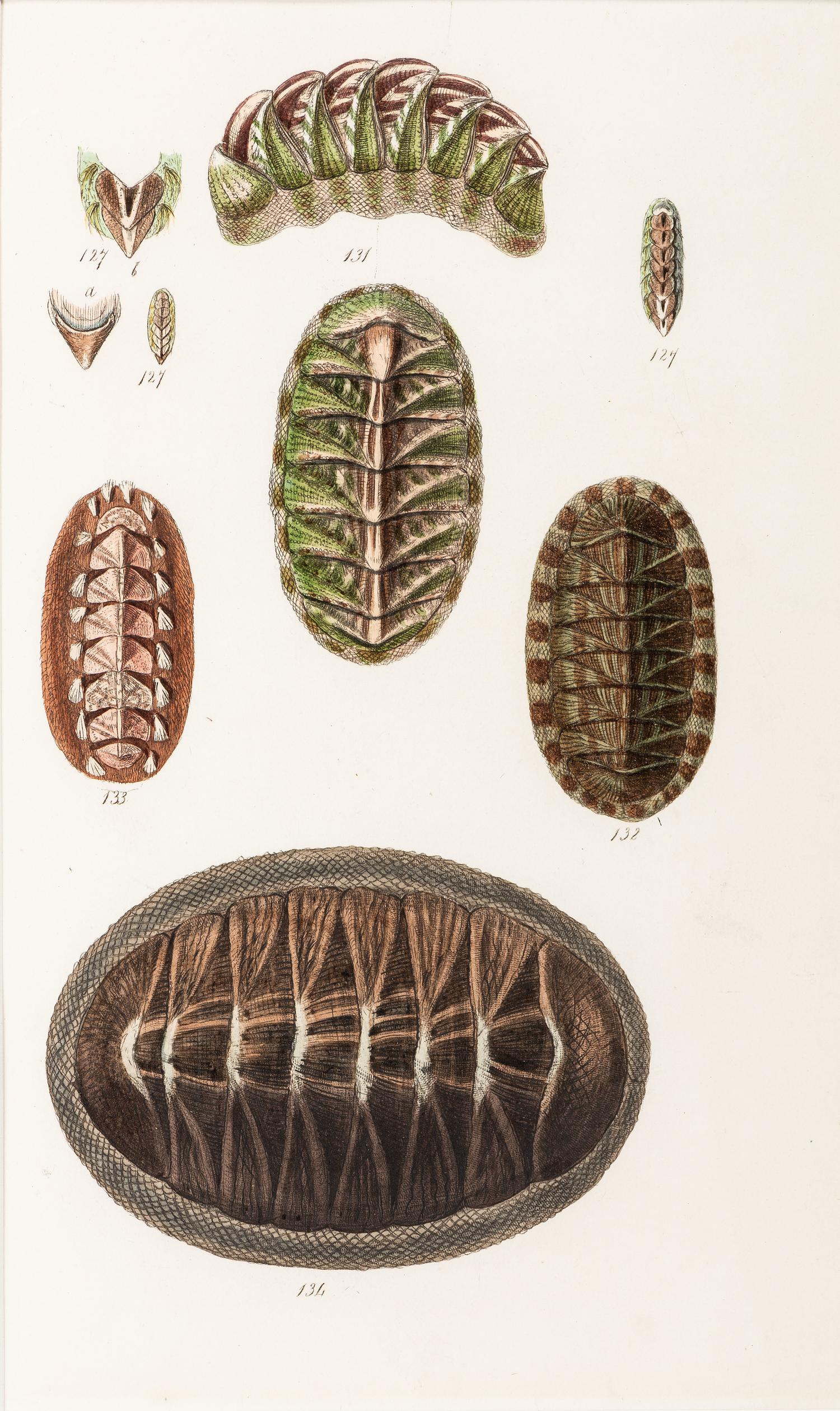 Thirteen Hand-Colored Shell Engravings