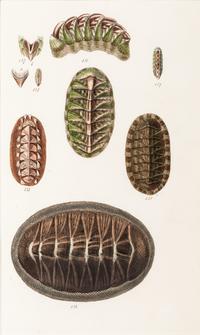 Thirteen Hand-Colored Shell Engravings